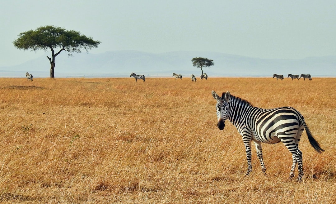 découvrez l'aventure incroyable d'un safari, où la faune majestueuse et les paysages époustouflants se rencontrent. plongez dans l'expérience inoubliable d'observer des animaux sauvages dans leur habitat naturel et créez des souvenirs mémorables au cœur de la nature.